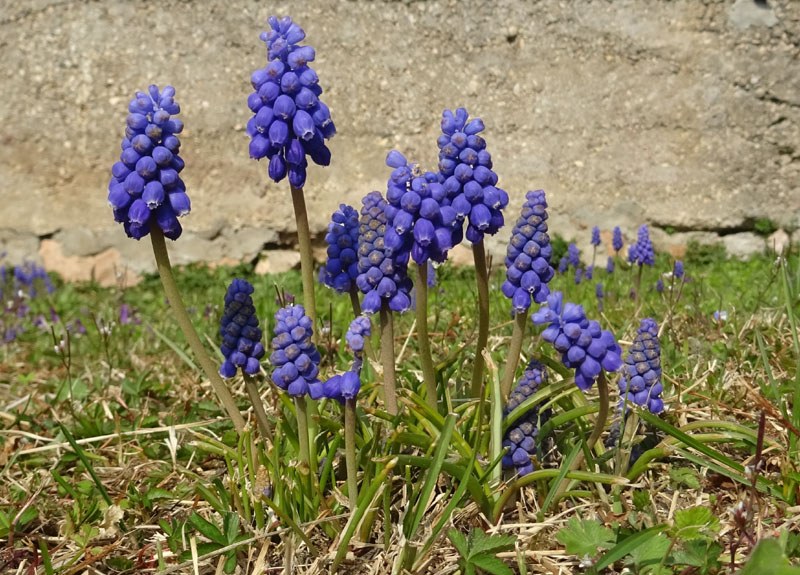 Muscari neglectum - Asparagaceae